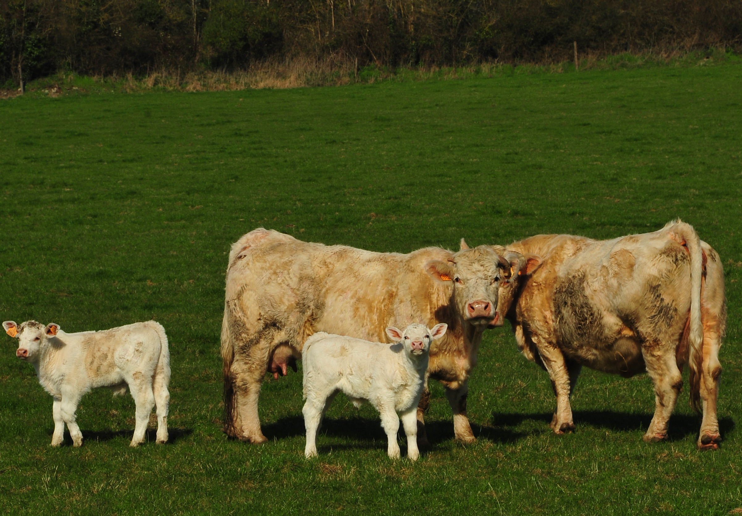 Isigny-sur-mer Cows